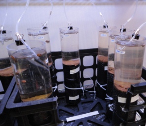 Mesocosm experiment